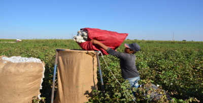 Okul Çağındaki Çocuklar Pamuk Tarlasında