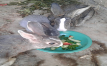 Onları beslerken keyif alıyor