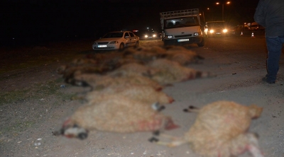 Otomobil Koyun Sürüsünü Telef Etti