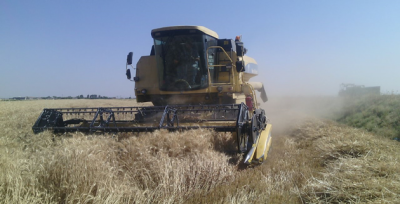 Ovada Buğday Hasadı Başladı