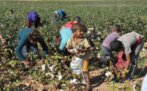 Ovada çocukların değişmeyen kaderi