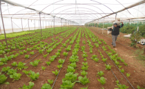 Ovada her türlü ürün yetiştiriliyor