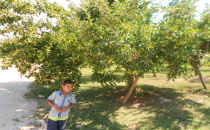 Ovada meyve çeşidi çoğaldı