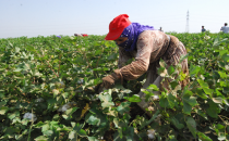 Ovada Pamuk Hasadında Büyük Düşüş