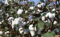 Pamuğa hibe desteği