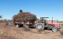 Pamuk çalıları, fakir ailelerin umudu oluyor