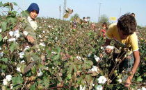Pamuk desteklemesi ödeniyor