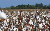 Pamuk Desteklemesi Ödenmeye Başlandı