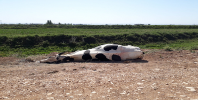 Pamuk İçin Serpilen İlaçlar Hayvan Ölümlerine Neden Oluyor