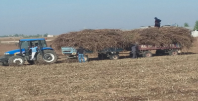 Pamuk Sapını Yakacak Olarak Kullanıyorlar