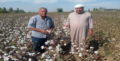 Pamuk toplama makinesi dar gelirli vatandaşları işsiz bıraktı