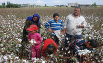 Pamuk toplayan öğrenciler okula geç gitmek zorunda kalıyor