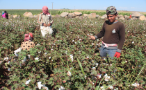 Pamuk toplayarak hayatlarını sürdürüyorlar