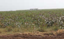 Pamuk üreticileri destek bekliyor