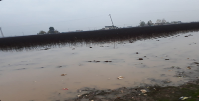 Pamuk Üreticileri Mağdur Oldu