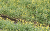 Pis kokudan herkes rahatsız