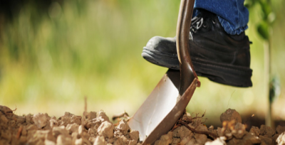 Primi artan iki ürün pamuk ve mısır