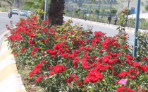 Refüjler gül açtı