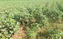 Rekor beklerken hastalık vurdu