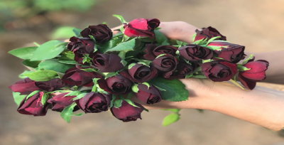 Sadece Halfeti'de yetişiyor