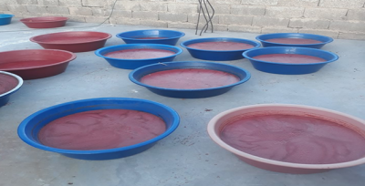 Salçalar Damlara Serildi