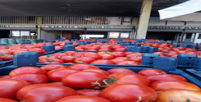 Salçalık Domates Hal Pazarında Satışa Başladı.