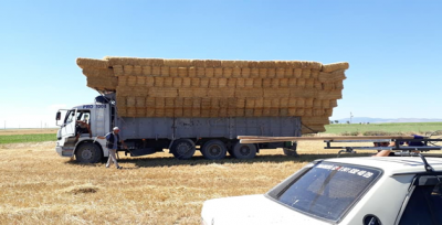 Saman Sevkiyatı Başladı