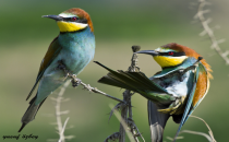 Şanlıurfa 300'e yakın türden kuşa ev sahipliği yapıyor