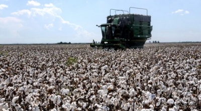 Şanlıurfa Valiliğinden Pamuk Hasadı Öncesi Önemli Uyarı