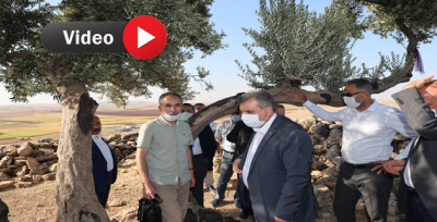 Şanlıurfa'da 1350 Yıllık Cudi Zeytini Anıt Ağacı Tarih Fıskırıyor 