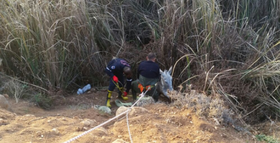 Şanlıurfa'da Bataklığa Saplanan Eşeği İtfaiye Kurtardı