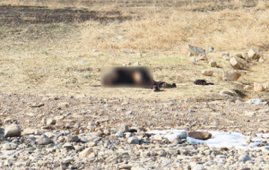 Şanlıurfa'da Bebek Cesedi Bulundu