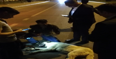 Şanlıurfa'da Çarptığı köpeği kurtarmak için her şeyi yaptı