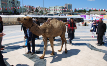 Şanlıurfa'da develi tanıtıma büyük ilgi