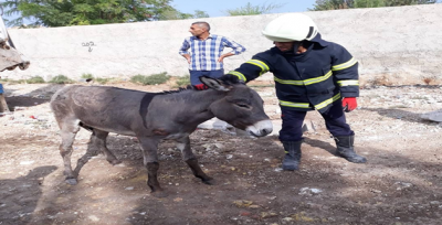 Şanlıurfa'da Eşek Foseptik Çukuruna Düştü 