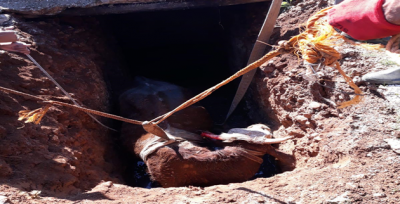 Şanlıurfa'da Foseptik Çukuruna Düşen İnek Kurtarıldı