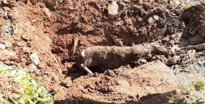 Şanlıurfa'da göçük altında kalan köpek kurtarıldı