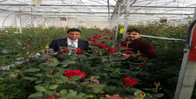 Şanlıurfa'da Gül Serası Kuruldu