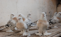 Şanlıurfa'da günün yorgunluğun kuşlar alıyor