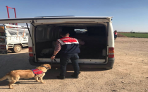 Şanlıurfa'da jandarma'dan huzur operasyonu