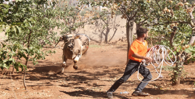 Şanlıurfa'da Kaçan Boğayı Kurban Timi Yakaladı