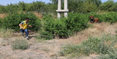 Şanlıurfa'da Kaçan Kurbanlık Boğa, Ortalığı Birbirine Kattı