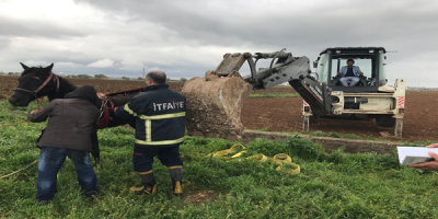 Şanlıurfa'da Kanala Düşen At Kurtarıldı