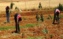 Şanlıurfa'da Kenevir Operasyonu