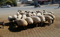 Şanlıurfa'da kurban fiyatlar yüksek olunca satışlarda azaldı