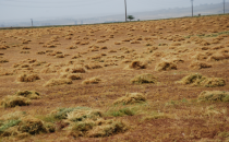 Şanlıurfa'da mercimek hasadı başladı