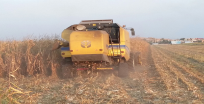 Şanlıurfa'da Mısır Hasadı Başladı