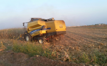 Şanlıurfa'da mısır hasat başladı