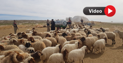 Şanlıurfa'da Örgütlü Koyun Hırsızları Tutuklandı