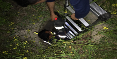 Şanlıurfa'da Su Kuyusuna Düşen Tavşanı İtfaiye Kurtardı